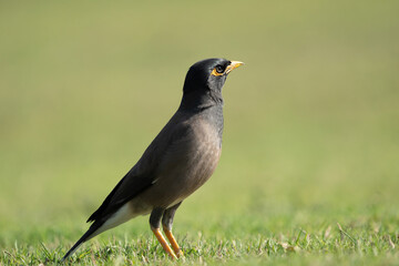 The common myna or Indian myna in Qatar