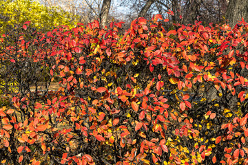 Texture of cotoneaster branches with gold yellow red leaves and black berries with sun light on a beautiful blur background is in a park in autumn