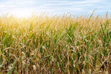 Maize corn green field summer time under daylight. Agriculture industrial background