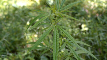 Outdoors Cannabis, Marijuana Plants. Thailand tropical area.