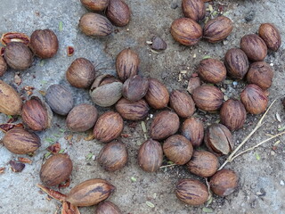 Nueces