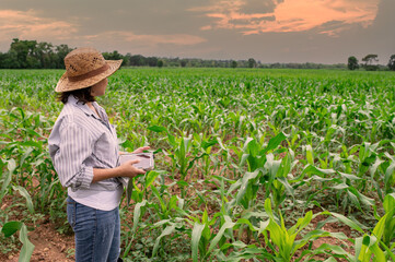 Naklejka premium Female farmer working at corn farm,Collect data on the growth of corn plants,She holding tablet touch pad computer