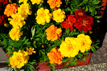 marigolds, flowers
