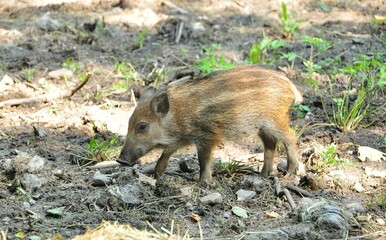 Wildschwein Frischling
