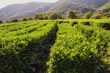 Obraz premium Tea plantations. I love tea. Я люблю чай.