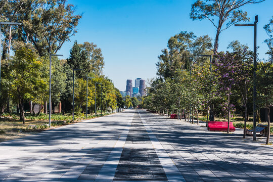 Road with trees eading to skyscrapers on a sunny day in chapultepec 