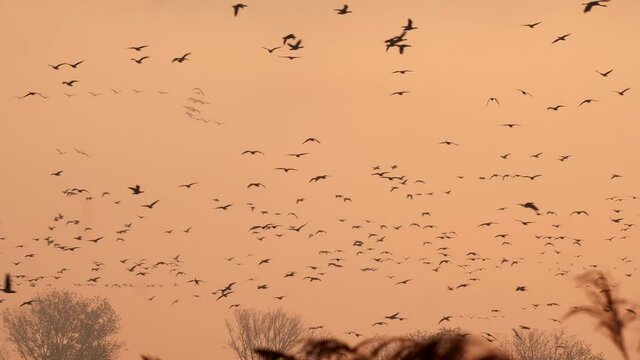 Wildg&auml;nse und Kraniche beim morgendlichen Ausflug von Ihrem Schlafplatz