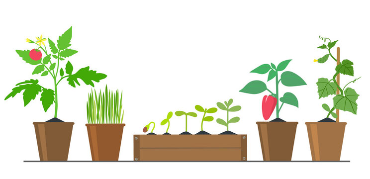 Collection of images on the theme of gardening: seedlings of various vegetable plants in flower pots. Vector
