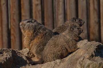Marmot on stone in sunny nice summer morning