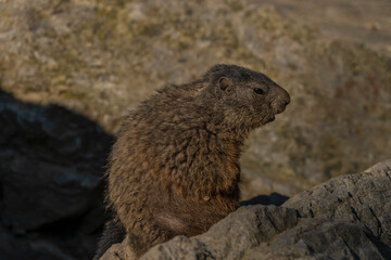 Marmot on stone in sunny nice summer morning