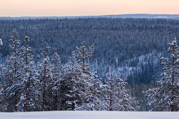 Snowy coniferous forest in the winter evening after the sunset with pink sky and snowy spruce trees	