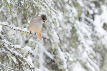 Beautiful and cute corvine, Siberian jay, Perisoreus infaustus sitting on a branch in snowfall on a cold winter day in Finnish nature