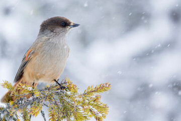Cute northern bird species, Siberian jay (Perisoreus infaustus), sitting on a branch in snowfall on a cold winter day in Finnish nature