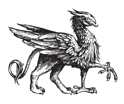 Heraldic griffin from the family crest. Vintage mythical animal with body of a lion, bird wings and an eagle head. Gryphon heraldry symbol, hand-drawn illustration. Black and white vector sketch