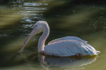 Pelican bird on green pond with sunny shine in autumn morning