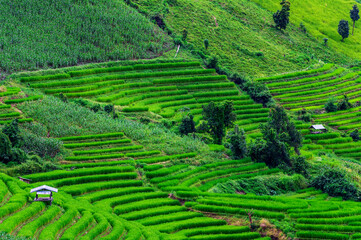 Obraz premium Bongpieng rice terrace on the mountain at chiengmai, The most beautiful rice terraces in Thailand