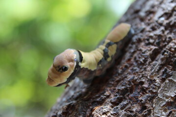Oruga