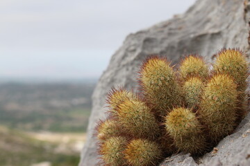 Cactus