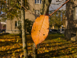 Obraz premium A yellow lonely leaf on a branch of an autumn tree against the background of a city square on a sunny day.