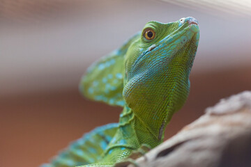 Iguana in terrarium sitting on a branch