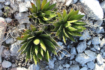 Lechuguilla 5