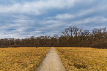 Obraz premium Long path to forest between yellow fields at sunny morning