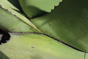 Agave