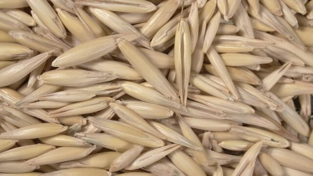 Rotation of oats close-up. Lots of grains. 4K video. Super macro. A crop of cereals.