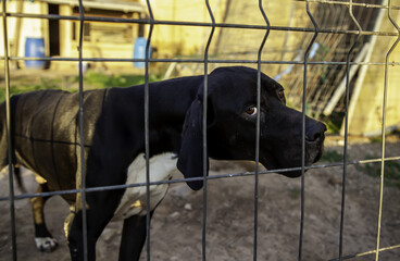 Dog in kennel