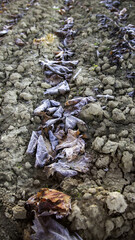 Frozen autumn leaves
