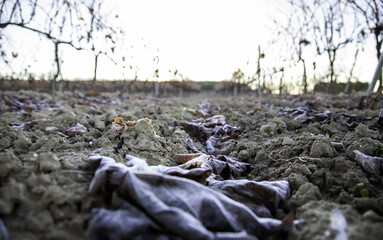 Grass sprouts on ground