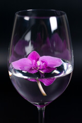 Purple Orchid flower in a glass of wine. Dark background.