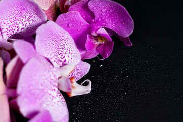 A group of lilac orchids of various shades on the right side of the screen.