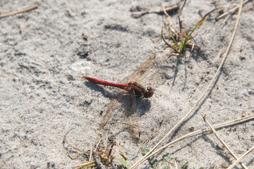 blutrote Heidelibelle im Sand