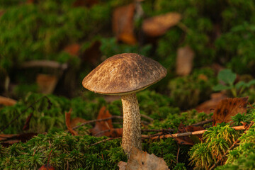 Boletus mushroom lit by a sunbeam growing among the moss in the forest