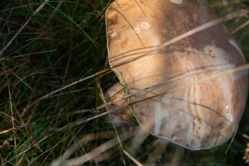 Pilz im Wald