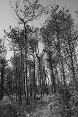 Nadelwald, s/w