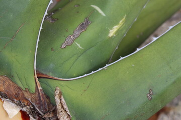 Agave