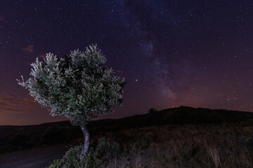 Fototapeta na wymiar Night photography with a view of the stars, milky way and illuminated tree