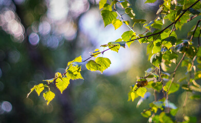 A birch tree branch with backlit leaves on a bright sunny late summer afternoon with a blurred bokeh background