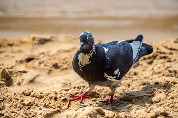 Pigeon walks along the river bank on a sunny day.
