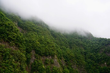 Nebel im Lorbeerwald "Los Tilos" auf La Palma