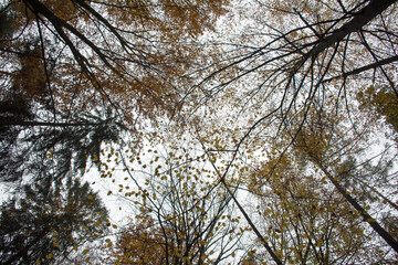 Autumn forest in a sunny weather. Czech Republic. 