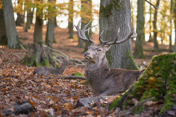 red deer with imposing antlers