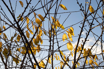 background view of blue sky and branches with leaves. seasonal concept