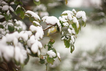 rose flower bush with green leaves covered with snow in winter garden