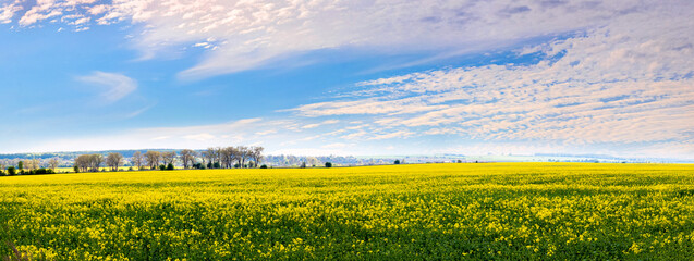 Blooming rapeseed field and picturesque sky on a sunny day, panorama