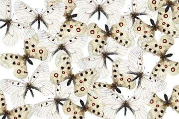 Top view of clouded apollo (Parnassius mnemosyne)  and apollo (Parnassius apollo)   butterflies pattern on white