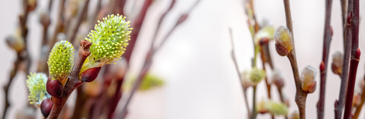 Willow branches with catkins on a light background, greeting card, panorama