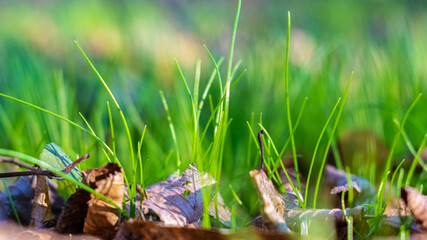 Young fresh grass among dry leaves in early spring